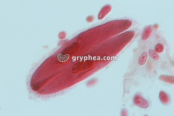 Paramécies en conjugaison x100 - gryphea.com